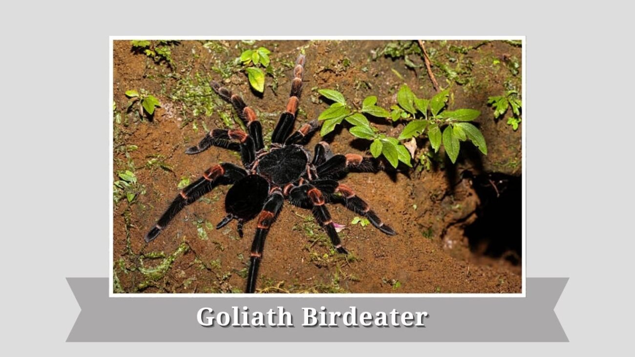 Goliath Birdeater