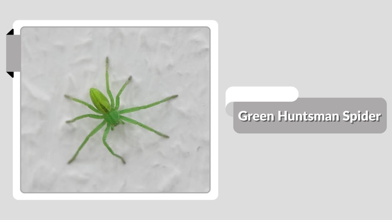 Green Huntsman Spider