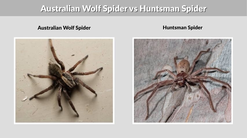 Australian Wolf Spider vs Huntsman Spider