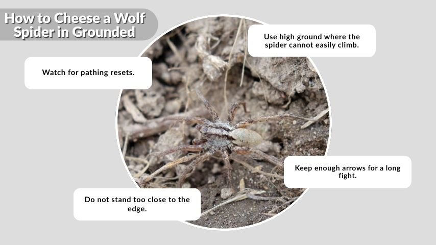 How to Cheese a Wolf Spider in Grounded