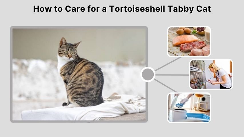 How to Care for a Tortoiseshell Tabby Cat