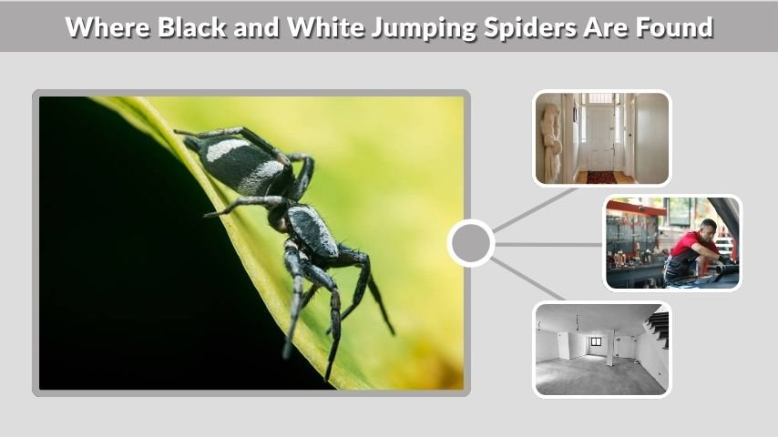 Where Black and White Jumping Spiders Are Found