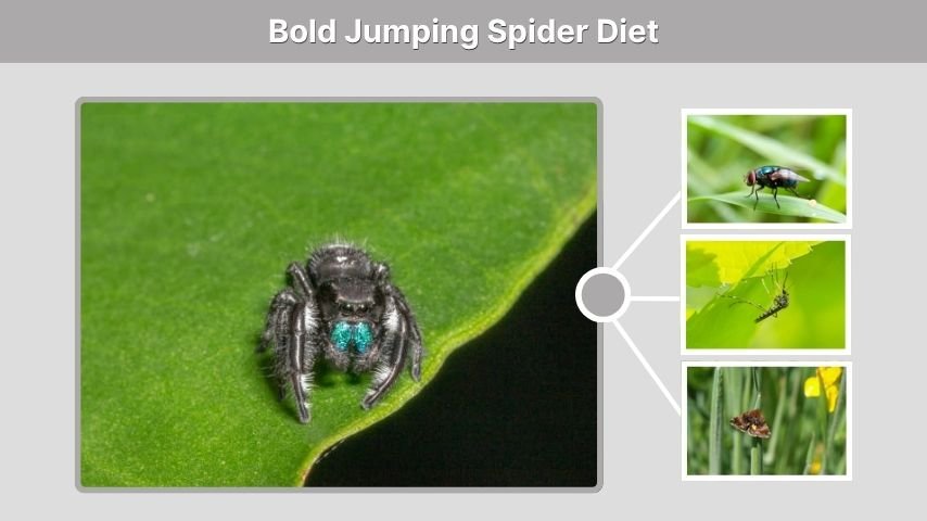 Bold Jumping Spider Diet
