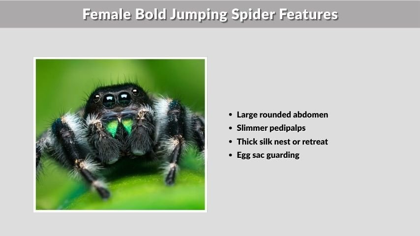Female Bold Jumping Spider Features