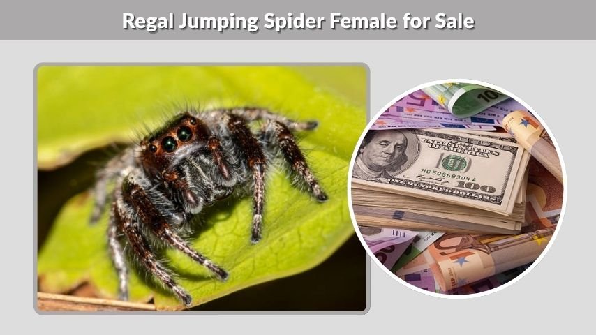 Regal Jumping Spider Female for Sale