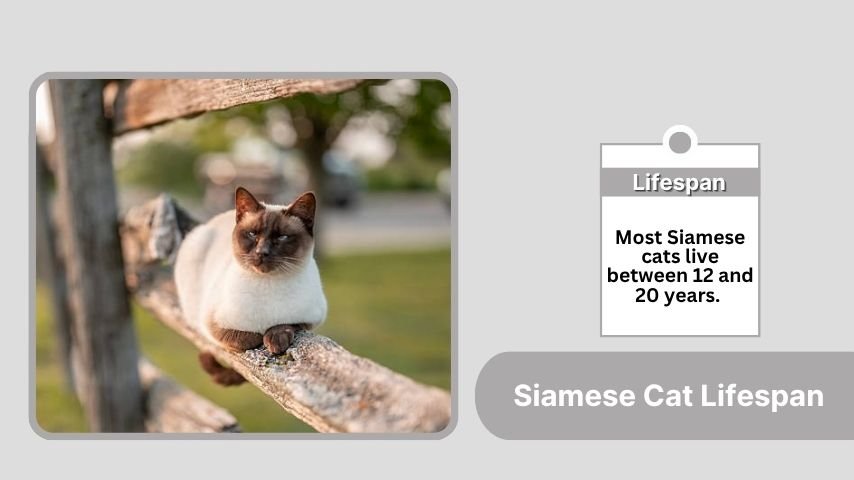 Siamese Cat Lifespan