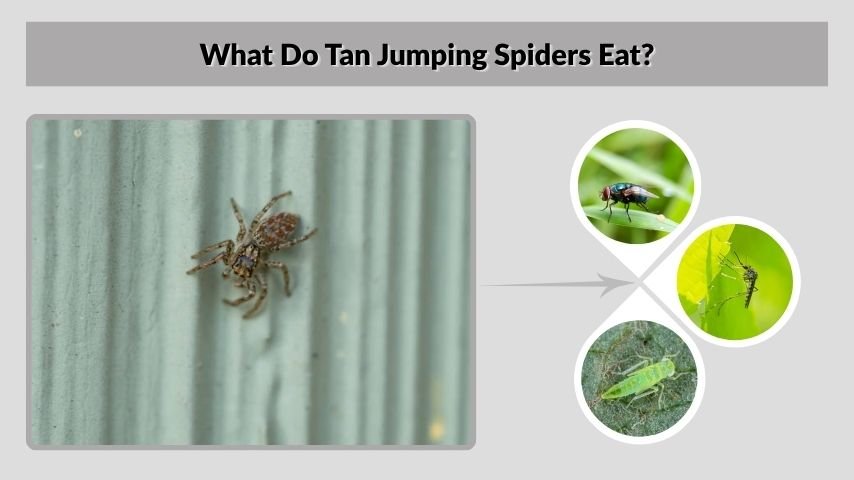 What Do Tan Jumping Spiders Eat?