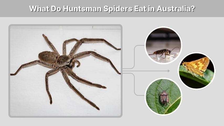 What Do Huntsman Spiders Eat in Australia?