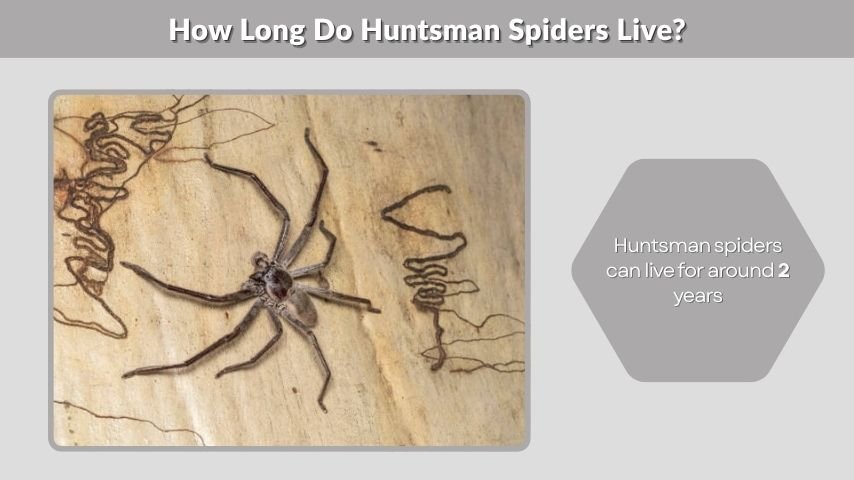 How Long Do Huntsman Spiders Live?