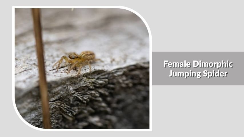 Female Dimorphic Jumping Spider
