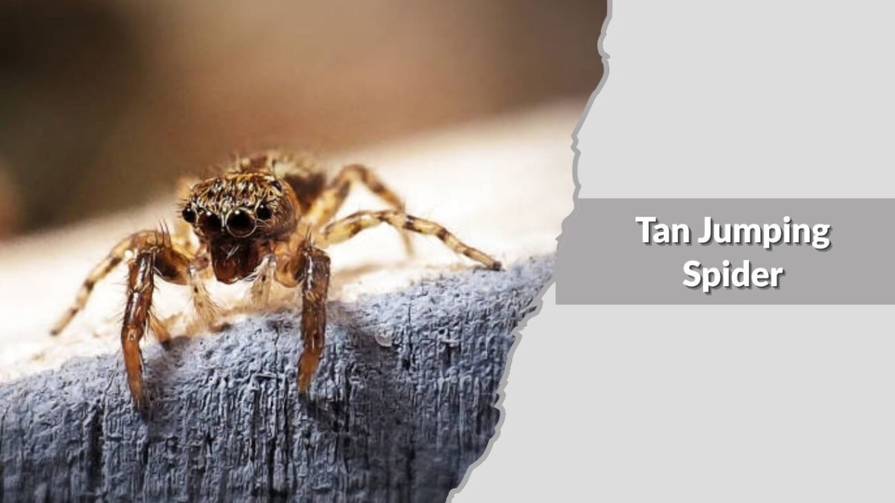 Tan Jumping Spider