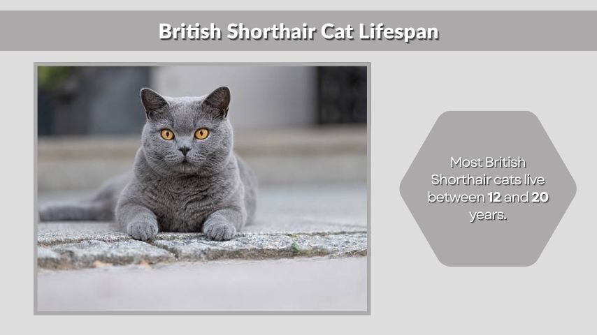British Shorthair Cat Lifespan