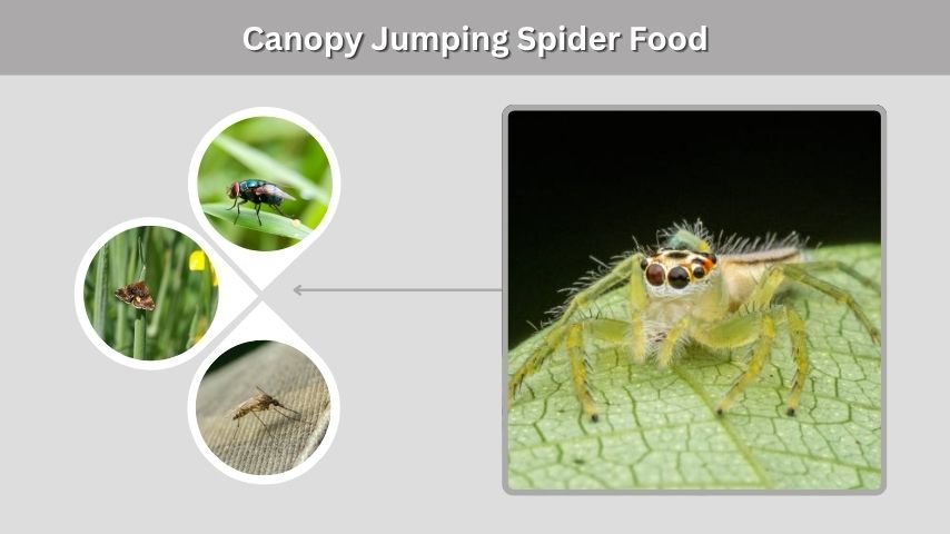 Canopy Jumping Spider Food