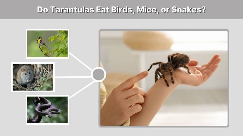 Do Tarantulas Eat Birds, Mice, or Snakes?