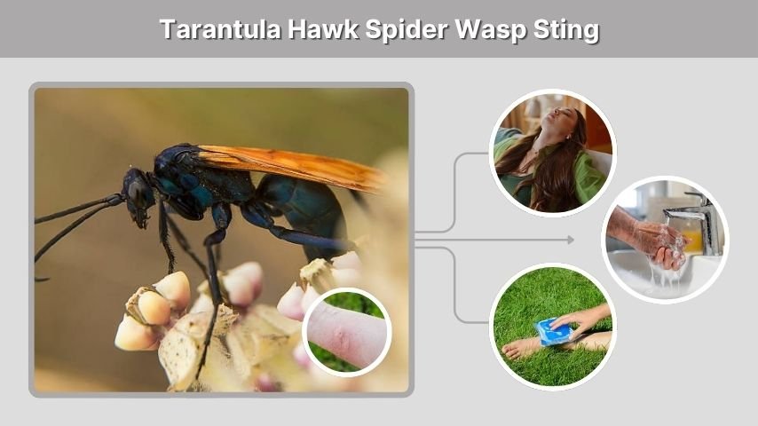 Tarantula Hawk Spider Wasp Sting