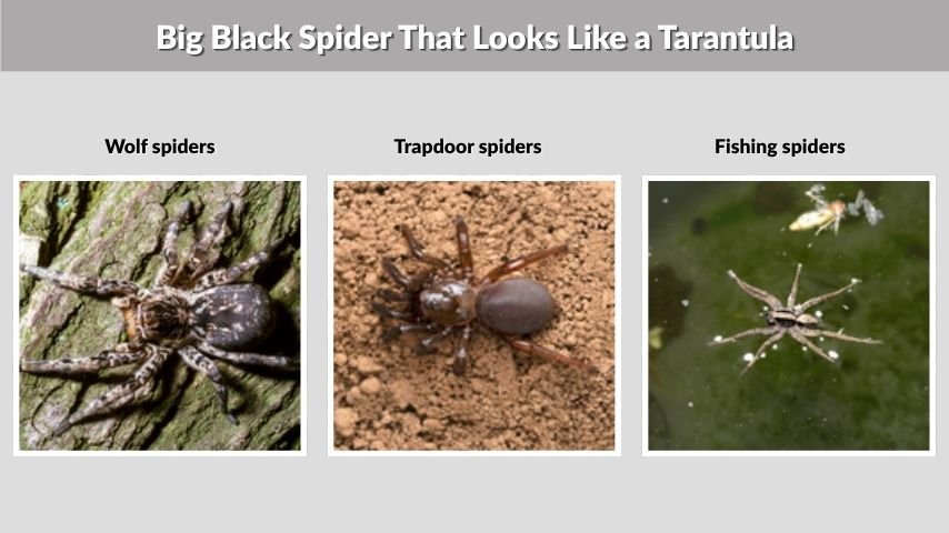 Big Black Spider That Looks Like a Tarantula