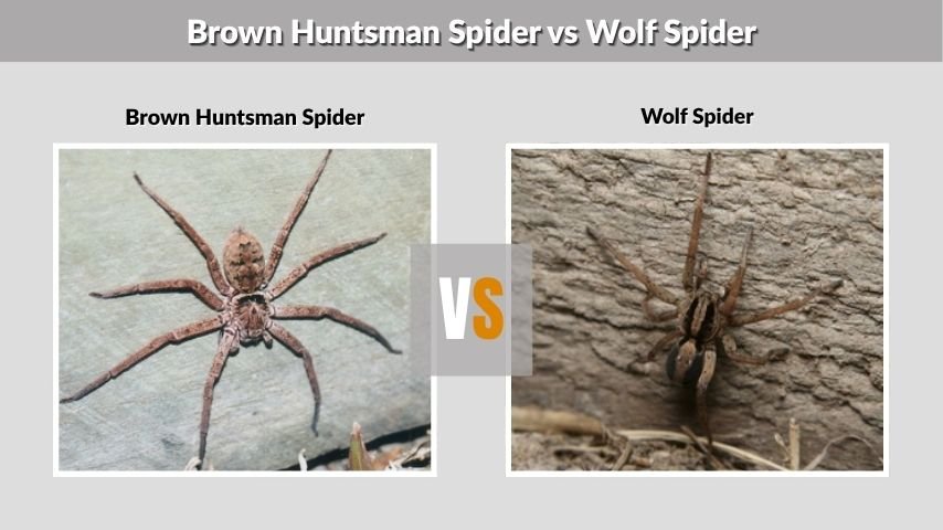 Brown Huntsman Spider vs Wolf Spider