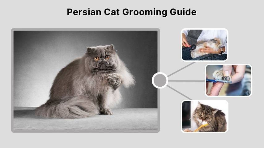 Persian Cat Grooming Guide
