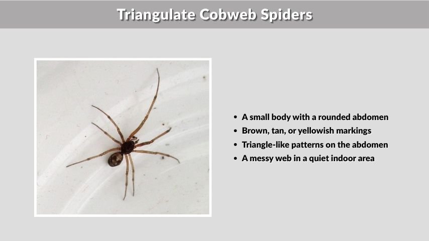 Triangulate Cobweb Spiders