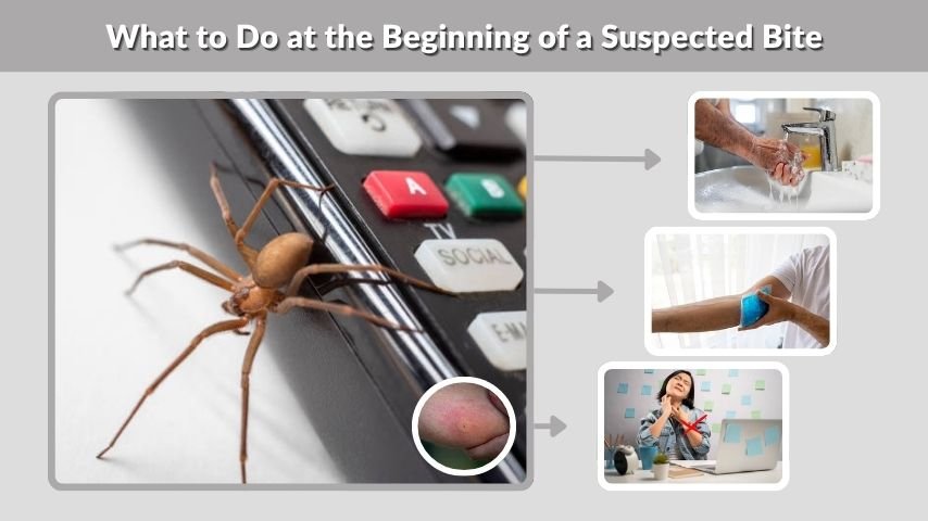 What to Do at the Beginning of a Suspected Bite