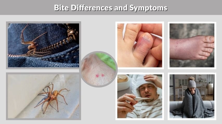 Bite Differences and Symptoms