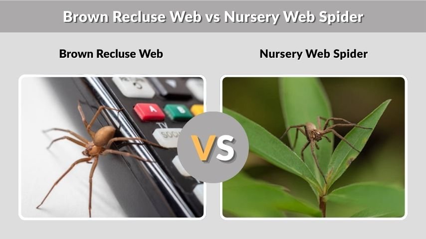 Brown Recluse Web vs Nursery Web Spider
