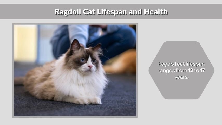 Ragdoll Cat Lifespan and Health