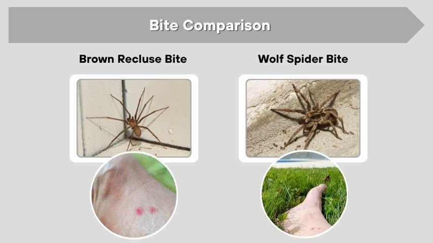 Bite Comparison