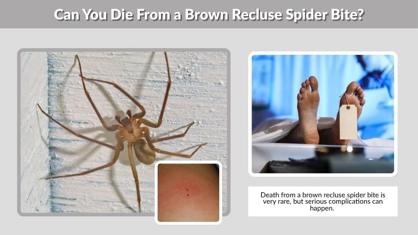 Can You Die From a Brown Recluse Spider Bite?