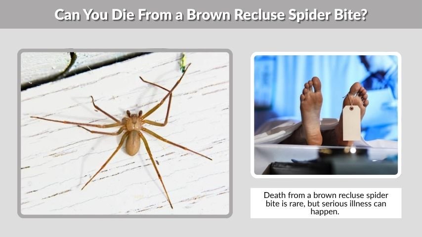 Can You Die From a Brown Recluse Spider Bite?