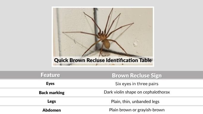 Quick Brown Recluse Identification Table