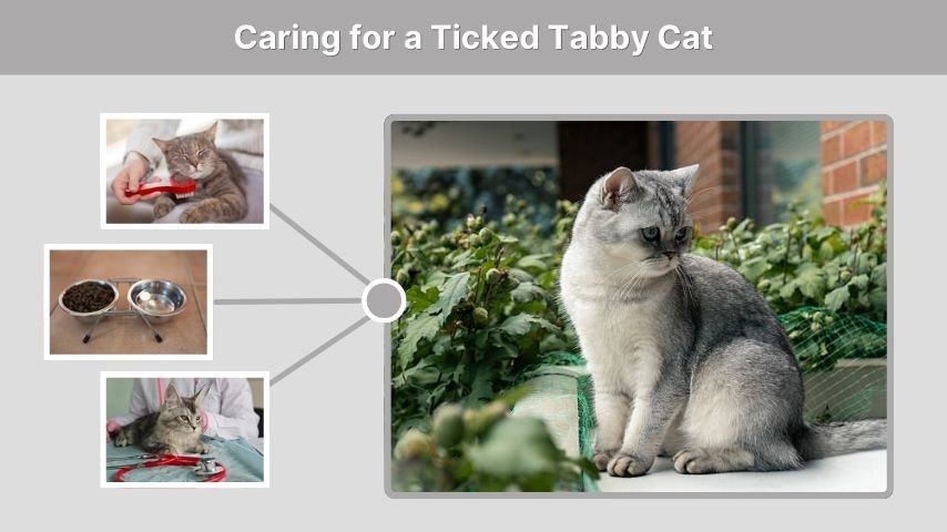 Caring for a Ticked Tabby Cat