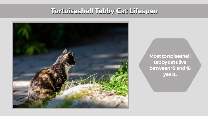 Tortoiseshell Tabby Cat Lifespan