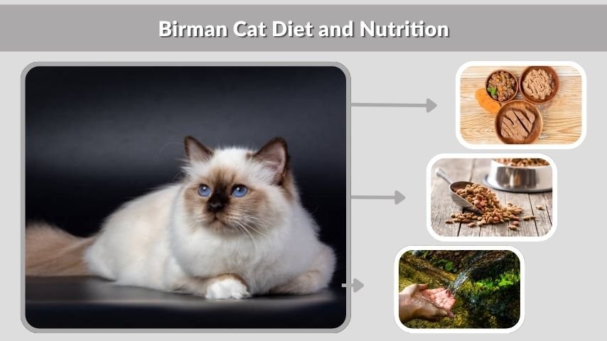 Birman Cat Diet and Nutrition