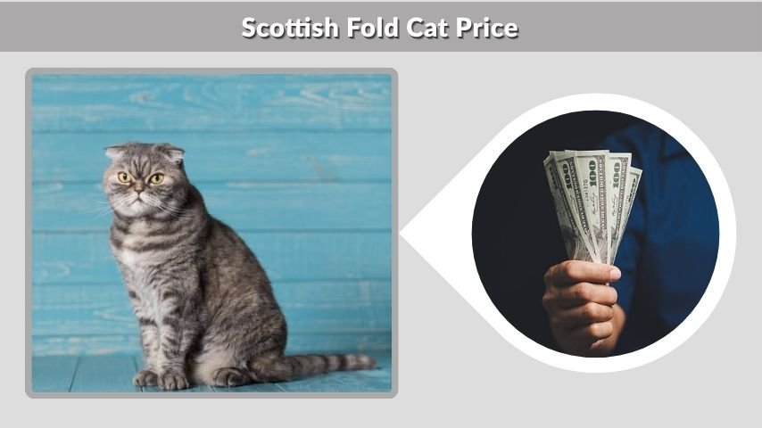 Scottish Fold Cat Price