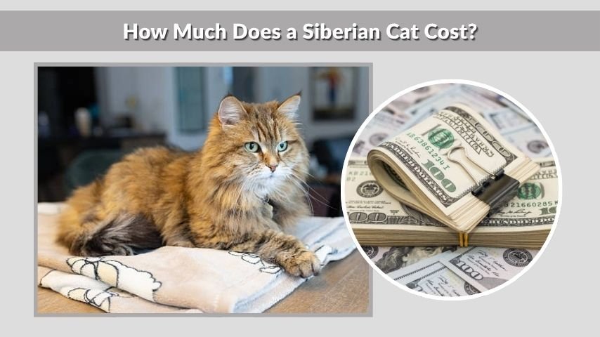 How Much Does a Siberian Cat Cost?