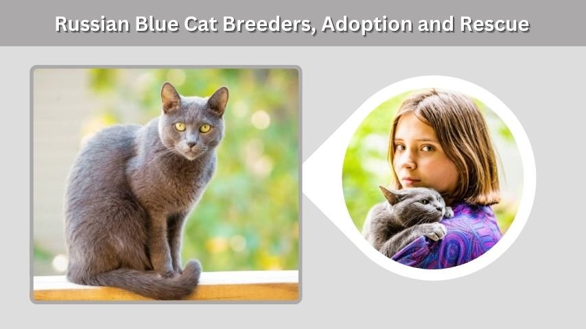 Russian Blue Cat Breeders, Adoption and Rescue