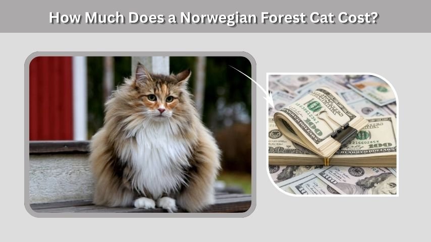 How Much Does a Norwegian Forest Cat Cost?