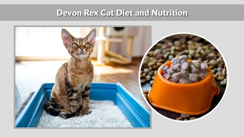 Devon Rex Cat Diet and Nutrition