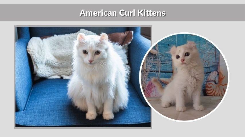 American Curl Kittens