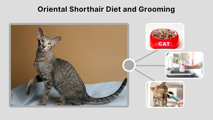 Oriental Shorthair Diet and Grooming