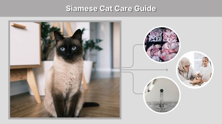 Siamese Cat Care Guide