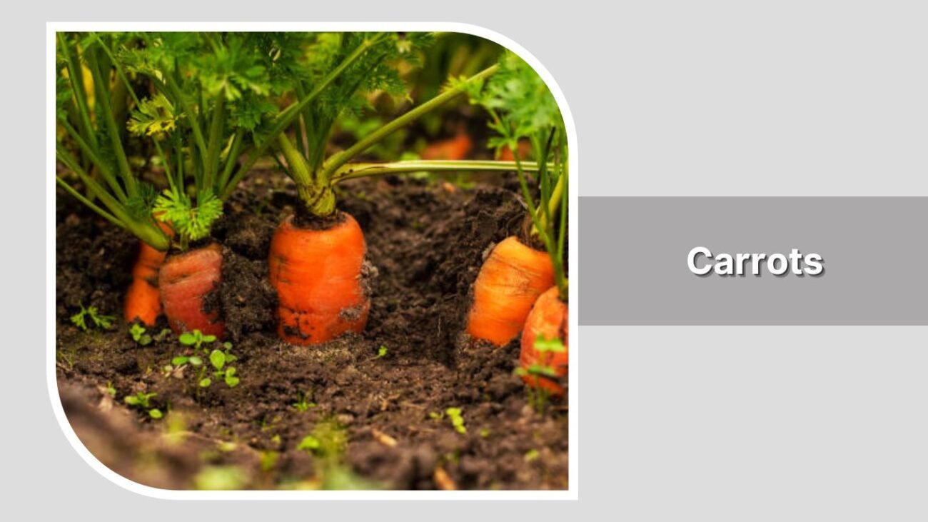 Carrots