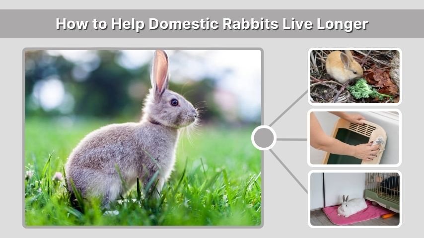 How to Help Domestic Rabbits Live Longer