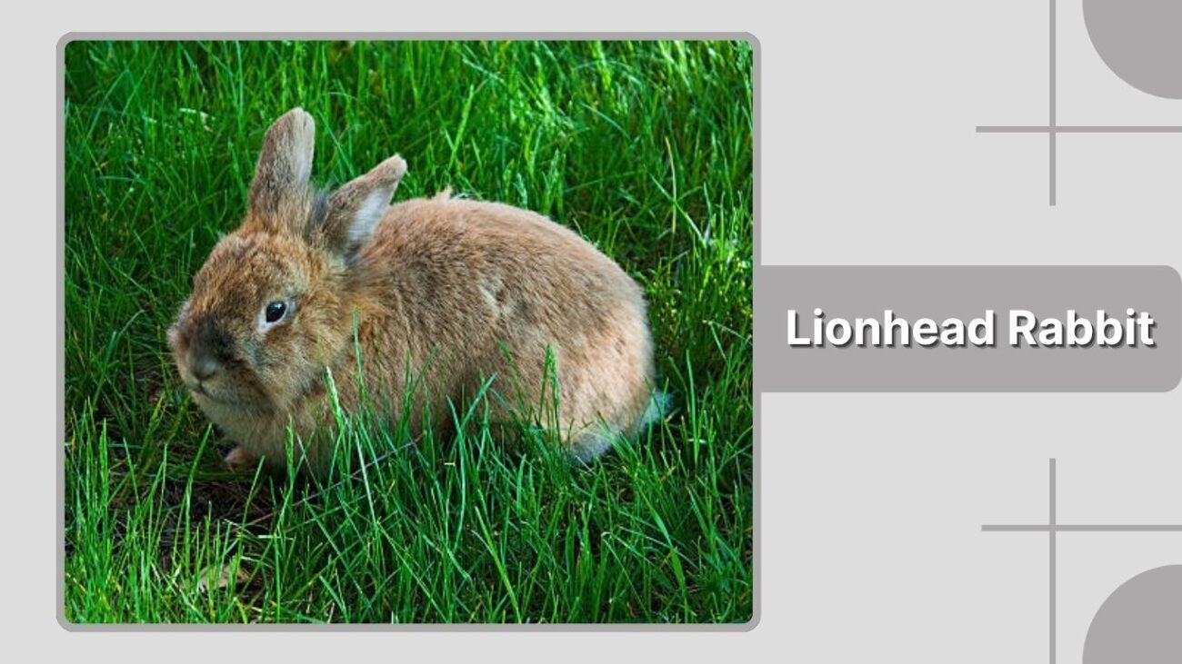  Lionhead Rabbit