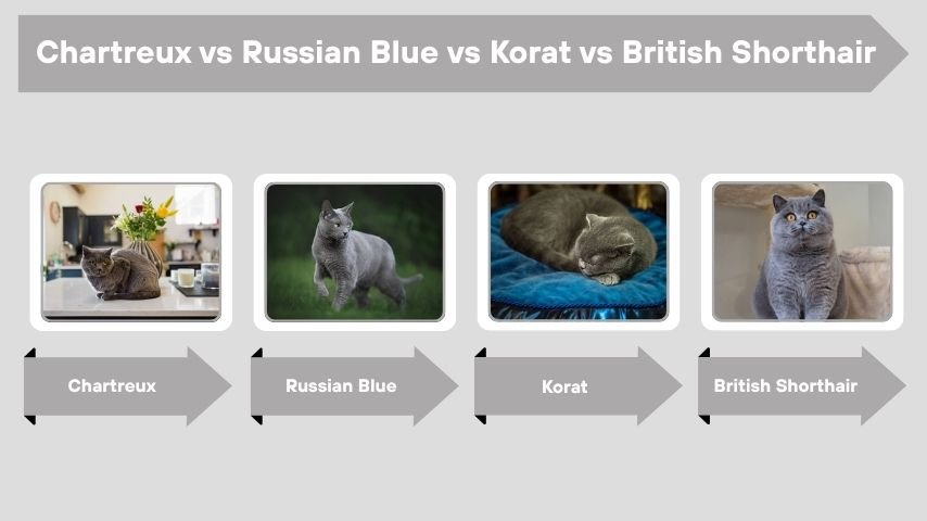Chartreux vs Russian Blue vs Korat vs British Shorthair