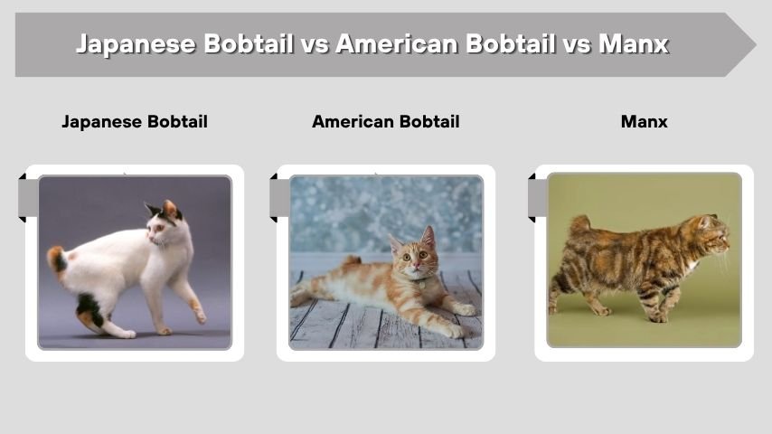 Japanese Bobtail vs American Bobtail vs Manx