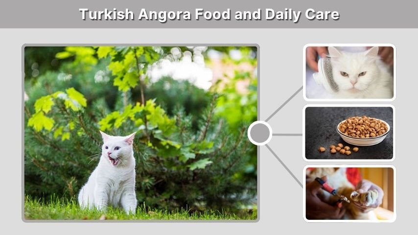 Turkish Angora Food and Daily Care