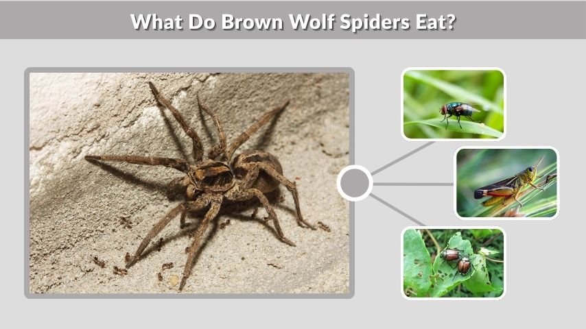 What Do Brown Wolf Spiders Eat?