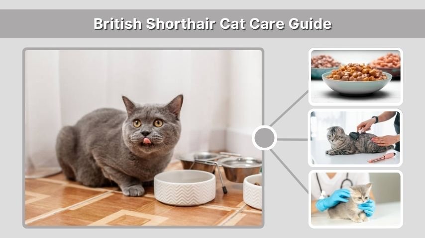 British Shorthair Cat Care Guide